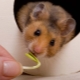 Hoe voer je een Syrische hamster?