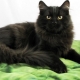Černá sibiřská kočka: popis plemene a barevné znaky