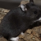 Black hamsters: breeds and their characteristics