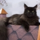 Black Maine Coon: types and subtleties of care