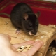 Que mangent les rats domestiques ?