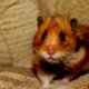 Bạn cần gì để nuôi một chú hamster?