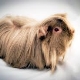 Babi guinea berambut panjang: ciri, baka dan cadangan penjagaan