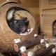 Ein Haus für eine Ratte: Wie kann man es selbst auswählen und machen?