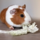 Rumah untuk guinea pig: jenis dan peraturan pemilihan