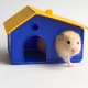 Rumah hamster: ciri, jenis, pemilihan dan pemasangan