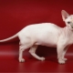 Dwelf: характеристики на породата и правила за грижа за котки