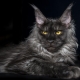 Smoky Maine Coon: color options and content