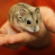 Hamster Dzungarian: penerangan, petua pemakanan dan penjagaan