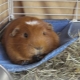Hammock untuk guinea pig: bagaimana untuk memilih dan membuatnya sendiri?