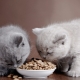 Hypoallergenes Futter für Katzen und Kätzchen: Eigenschaften, Arten und Feinheiten der Wahl