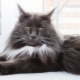 Maine Coon character and habits