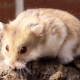 Campbells hamster: rasens egenskaper, vedlikehold og stell