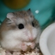 Roborovsky hamster: mô tả, đặc điểm nuôi và sinh sản