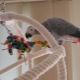 DIY papagáj játékok