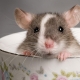 Nevek patkányoknak: hogyan válasszunk és képezzünk?