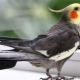 Zanimiva in lepa imena za papigo cockatiel