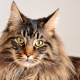 The history of the origin of the Maine Coon breed