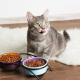 Apakah makanan kucing diperbuat daripada dan komposisi manakah yang lebih baik?