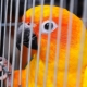 Изработване на клетка за папагал със собствените си ръце