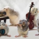 Wie trainiert man Ratten?
