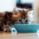 Bagaimana dan apa untuk memberi makan kucing?