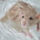 Hoe een rat thuis te wassen?