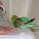 How to bathe a parrot?
