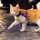 How to put a harness on a cat?