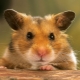 Hvordan finder man en hamster i en lejlighed, hvis han flygtede fra et bur?