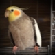 Πώς να διδάξετε έναν παπαγάλο cockatiel να μιλάει;