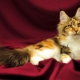How to name a Maine Coon cat?