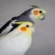 How to determine the sex of a cockatiel?