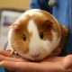 How to determine the sex of a guinea pig?