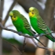 Как да определим пола на вълнистия папагал?