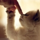 Làm thế nào để cai sữa cho mèo khỏi thức ăn cho mèo?