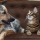 Hogyan barátkozzunk macska és kutya között egy lakásban?