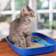 Cách sử dụng cát vệ sinh cho mèo?