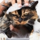 Sudan ve çiziklerden korkarsa bir kedi nasıl yıkanır?