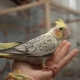 How to tame cockatiel to your hands?