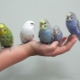 Come domare un pappagallino nelle tue mani?
