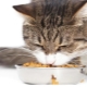 كيف تدرب قطة على الطعام الجاف؟