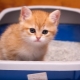 Bagaimana untuk melatih anak kucing menggunakan kotak sampah?