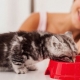 Bagaimana untuk melatih anak kucing untuk mengeringkan makanan?