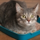 ¿Cómo entrenar a un gato adulto a usar la caja de arena?