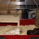 How to make a guinea pig cage with your own hands?