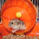 How to make a DIY hamster wheel?