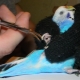 Come tagliare gli artigli di un pappagallino?