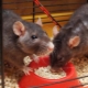Kako odabrati hranu za fensi štakore?