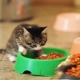 Bagaimana untuk memilih makanan untuk anak kucing di bawah umur satu tahun?
